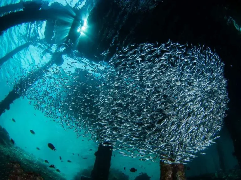 Beachfront dive resort