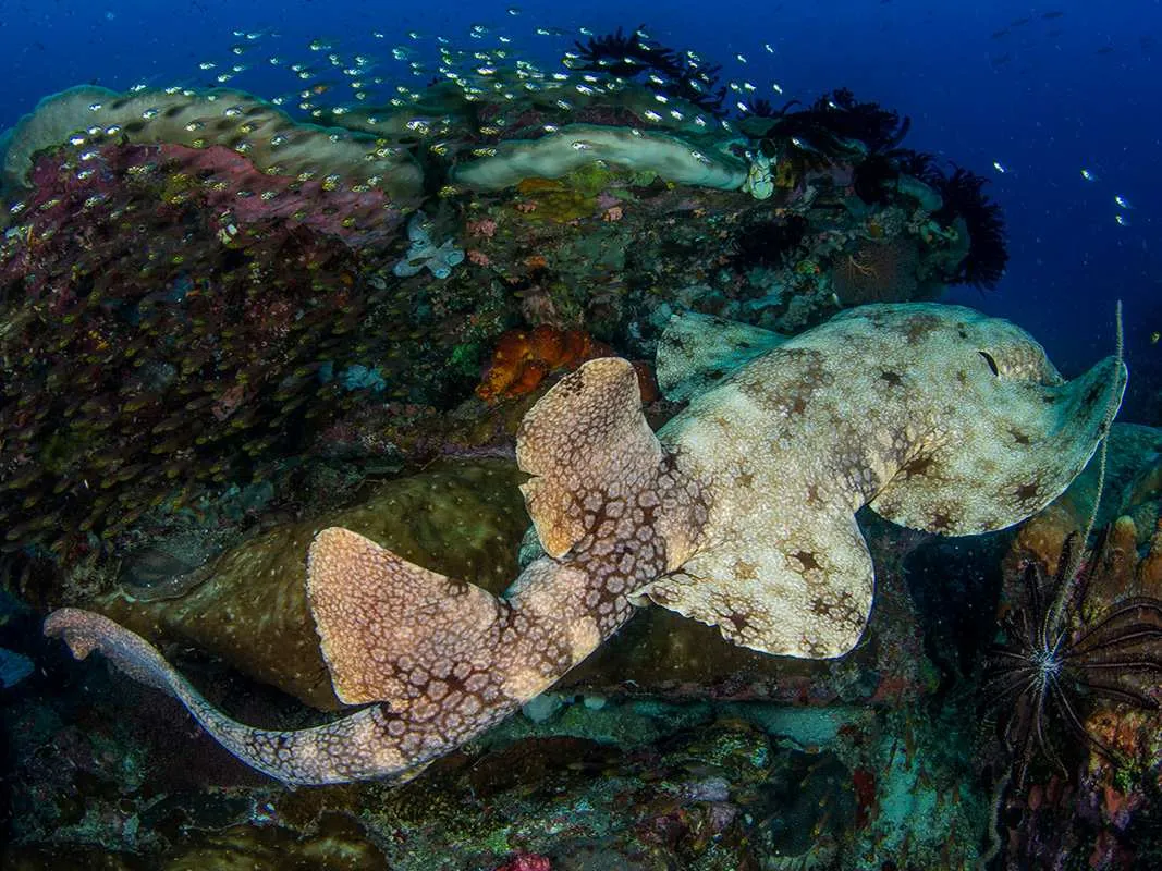 Misool reef and marine life