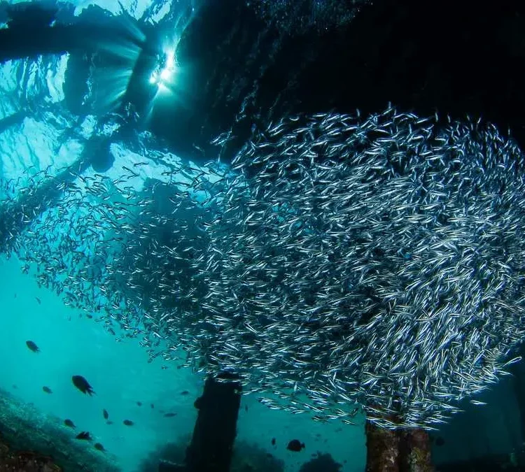 Raja Ampat Cruises