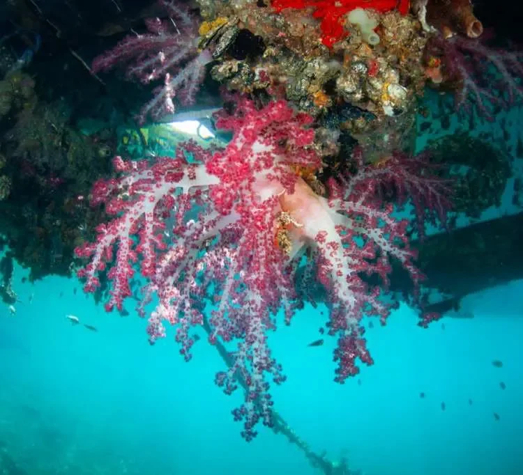 Raja Ampat Cruise